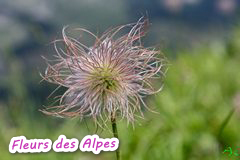 fleursdesalpes